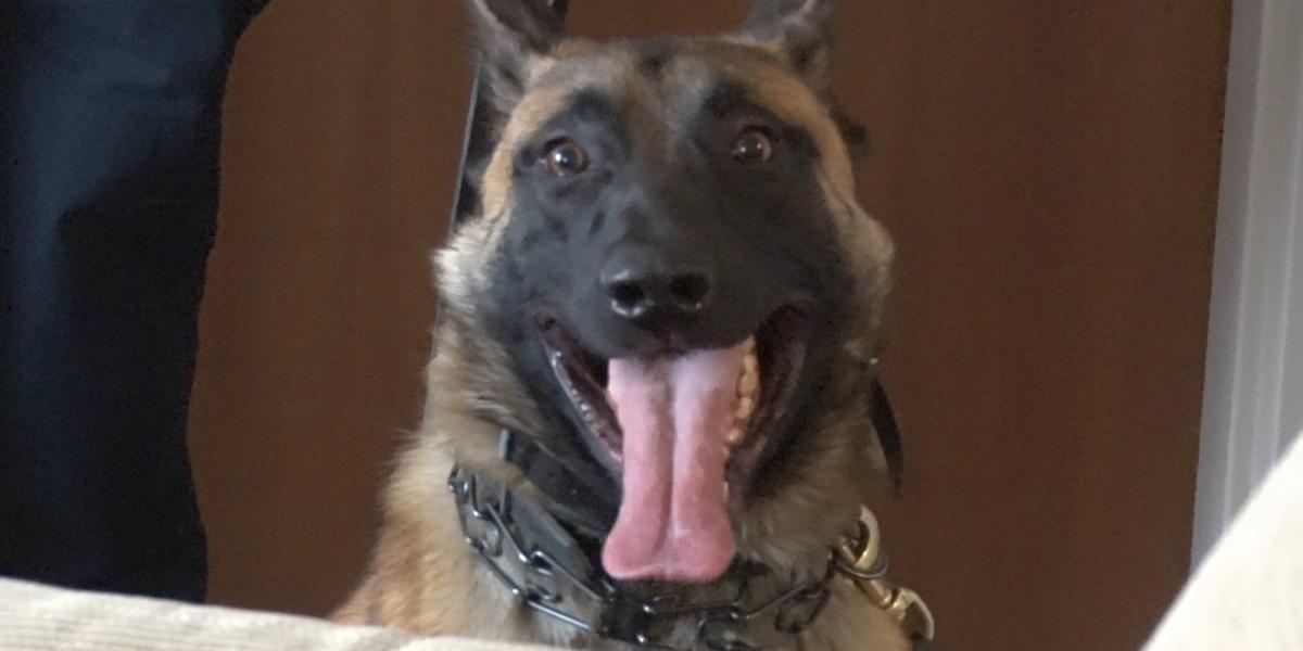 K9 Ty during a training exercise