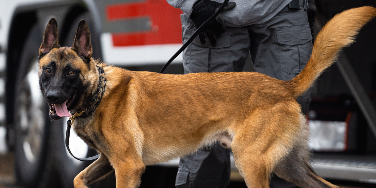 Image of Ty, a K9 unit with OSUPD