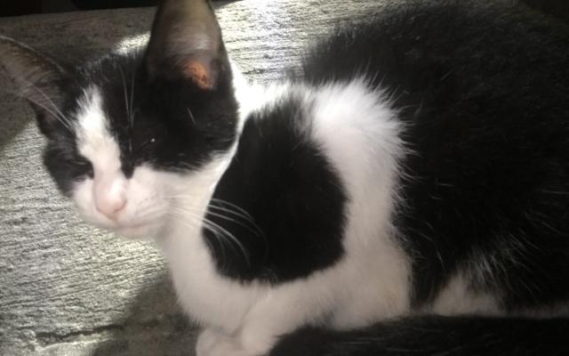 close-up of black and white kitten