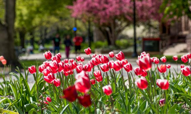 spring campus photo