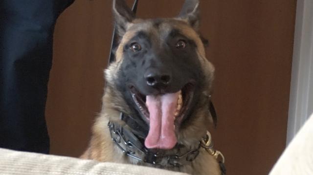 K9 Ty during a training exercise
